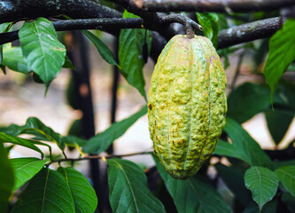 Raw green Cacao Fruit grow on trees, Fresh cocoa pod, unripe cacao on plant fruit plantation