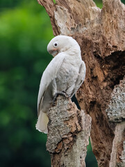 blue and white parrot