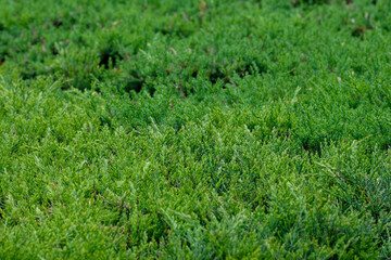 A close-up view of dense green shrubs in a garden. The lush foliage creates a rich, natural texture, emphasizing the vibrant and healthy growth of the plants.