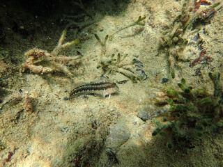 Blenniidae blenny fish peeking out from its rocky hole underwater in the Mediterranean Sea, blenny of mediterranean sea. Montagu's blenny, blenny fish from Mediterranean sea, Macro blenniidae fishs.