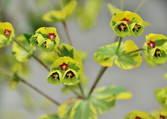 Ascot rainbow spurge in Kingwood Center Gardens, Mansfield, Ohio, May
