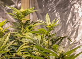 female blossom marijuana SoG Sea of Green net hemp cultivation technique Growing pot indoor bloom stage growth Medical