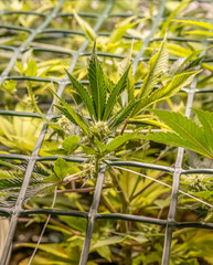 female blossom marijuana SoG Sea of Green net hemp cultivation technique Growing pot indoor bloom...