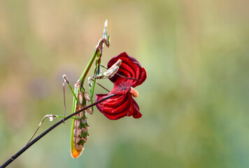 Close up of pair of Beautiful European mantis ( Mantis religiosa )