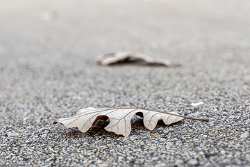 fallen oak leaves rest on pavement path