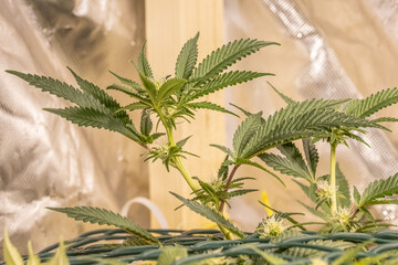 female blossom marijuana SoG Sea of Green net hemp cultivation technique Growing pot indoor bloom...