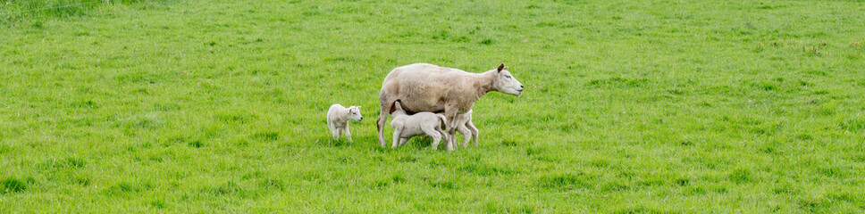 young lambs drink from udder of mother sheep in meadow