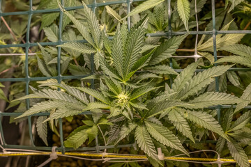 female blossom marijuana SoG Sea of Green net hemp cultivation technique Growing pot indoor bloom...