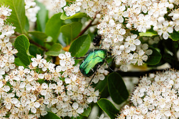 Farbenprächtiger Rosenkäfer auf Blüten einer Feuerdornhecke © Thomas