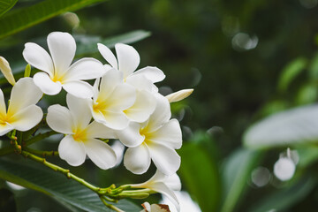 Frangipani flowers blooming in the garden