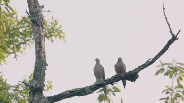 A pair of mated Mourning Doves sit together on a tree branch observing their foraging grounds from high up prior to returning to collect food for their fledgling brood in the spring
