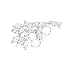 Orange fruit drawn in watercolor set separately on a white background juicy juice leaves fruit exotic orange color