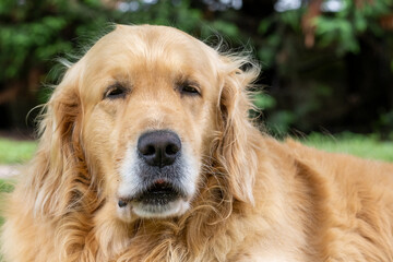 Portrait golden retriever dog on green grass on a summer day. Blurred background.copy space.
