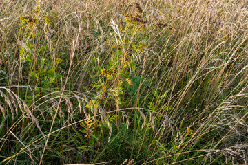 Close-up overgrown meadow background, selective focus. Field with tall grass for publication, poster, calendar, post, screensaver, wallpaper, cover. High quality photo