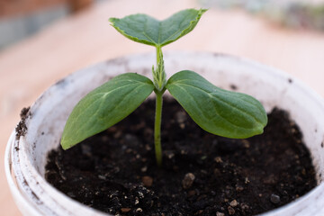 Green cucumber seedling, top view. Young sprout growing for publication, poster, calendar, post, screensaver, wallpaper, cover, website. Gardening concept. High quality photo