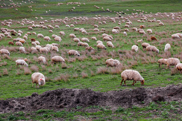Sheep in a meadow on green grass in mountains. Flock of sheep grazing in a hill. Agriculture or travel concept