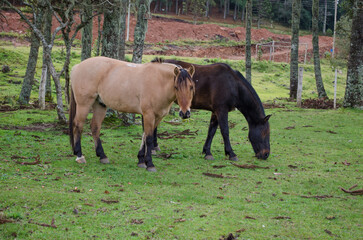 horses in the meadow