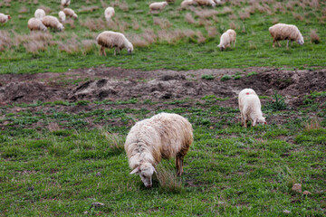Sheeps in a meadow on green grass at mountains. Portrait of sheep. Flock of sheep grazing in a hill. Agriculture concept
