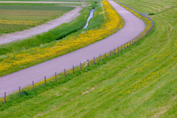 Spring landscape, Countryside road with yellow flowers, Wild buttercup with green grass meadow, Ranunculus bulbosus is a perennial flowering plant in the family of Ranunculaceae, Natural background.