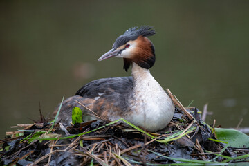 Haubentaucher bei der Brut auf dem Nest