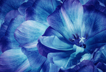 Tulips flowers  light blue..  Floral background.  Close-up. Nature.