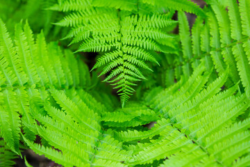 Top view of the center of bright green Bracken ferns in woods in the spring, Quebec City, Quebec, Canada
