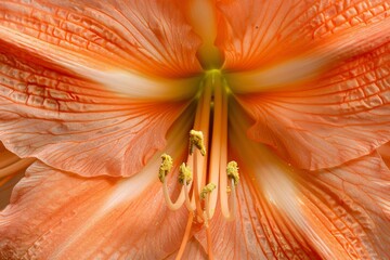 Close up of an orange flower with prominent stamens perfect for sustainable floral displays
