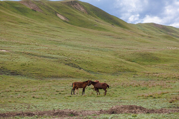 Two foals playing in grass in pasture. Portrait of horses on the background of nature. Horse breeding, animal husbandry