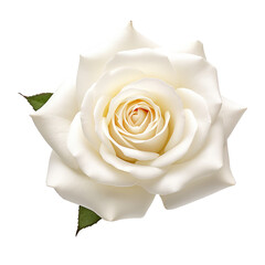 Beautiful rose flower isolated on white