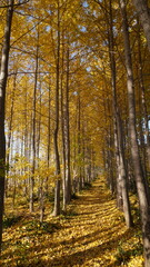 은행나무 숲, 한국