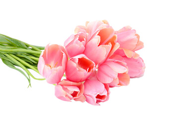 Light pink tulips, isolated on white background