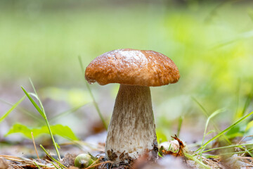 Close-up of a porcini mushroom (boletus edulis) in autumn