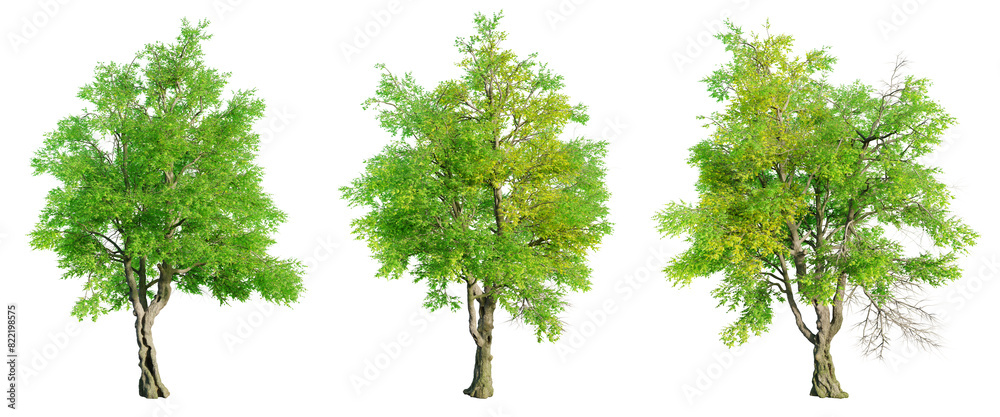Poster Oregon Ash tree isolated on transparent background. 3D render.