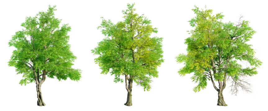 Oregon Ash tree isolated on transparent background. 3D render.