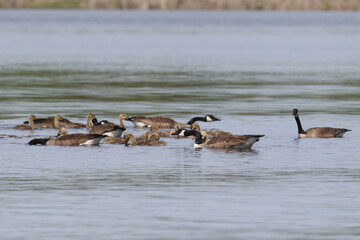 Canada Geese Group brooding