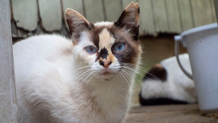 ブスな顔のノラ猫