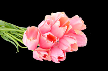 Light pink tulips, isolated on black background