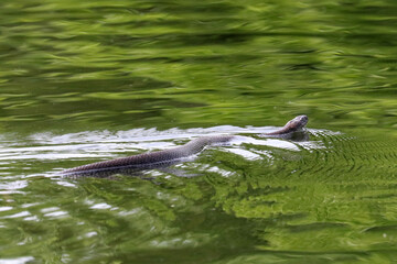 Northern Watersnake