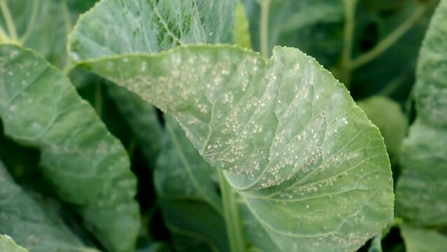 whitefly on cabbage leaves in the garden. Selective focus.