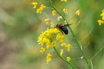 菜の花に向かって飛ぶクマバチ