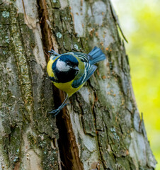 The bird tit sits on the trunk of a tree in close-up.
