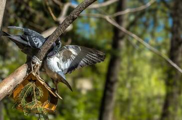 Two pigeons near a feeder on a tree in the forest.