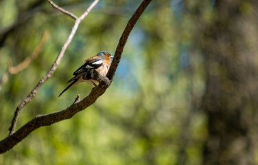 A finch bird on a tree branch in the forest on a summer day.