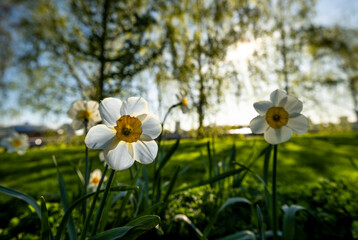 Narcissus flowers on the street in close-up.