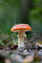 A perfect fly agaric mushroom (Amanita muscaria) in autumn