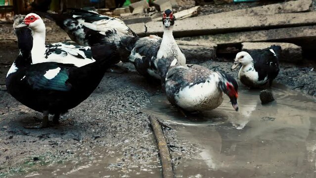 Flock group of duck hunting for food underwater mud , agriculture duck farm concept, animal farm with duck
