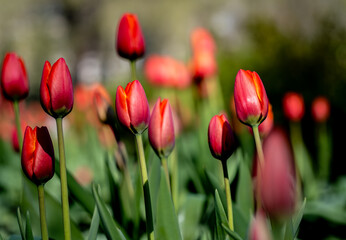 Red tulips in the garden in summer close-up.