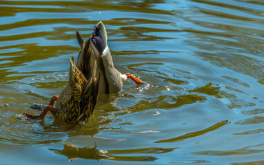 Two ducks in the lake water upside down.