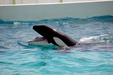 シャチ © ふわしん