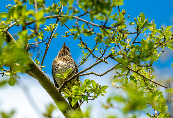 A rowan thrush on a tree branch on a spring day.